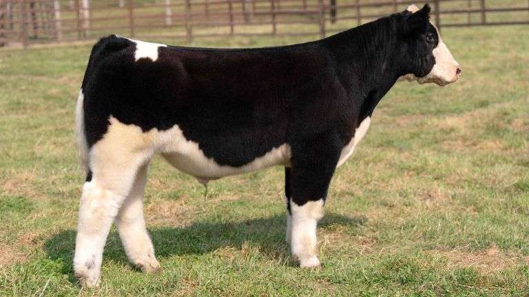 TAG 16 STEER