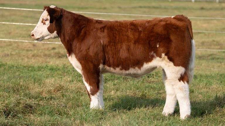 TAG 33 STEER