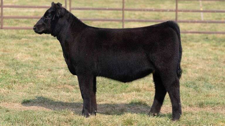 TAG 28 HEIFER