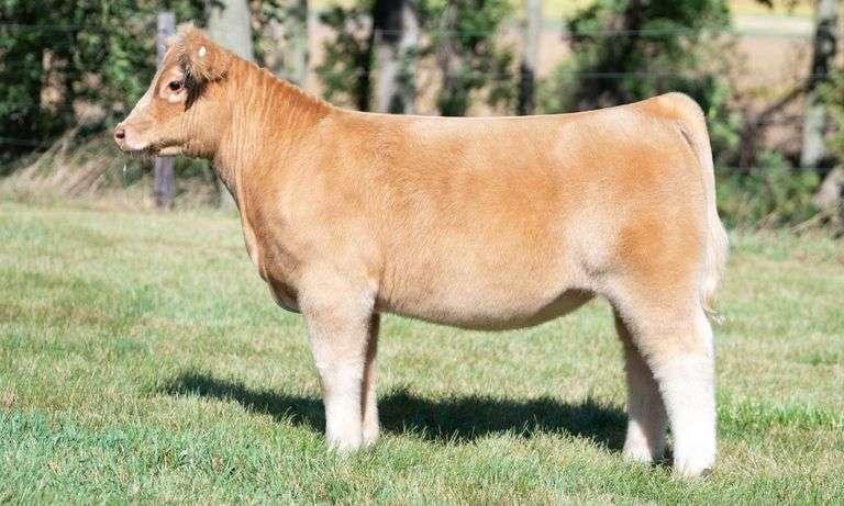 TAG 466 HEIFER