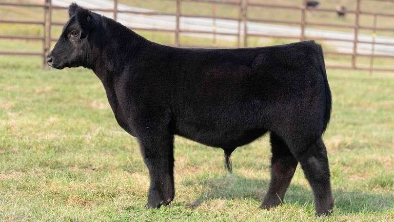 TAG 20 STEER