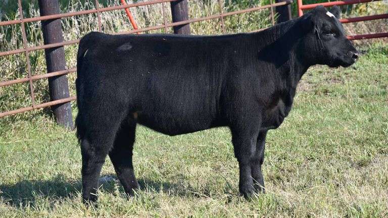 TAG 15 HEIFER