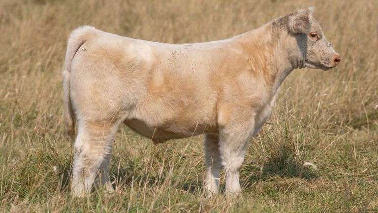 TAG 11 STEER