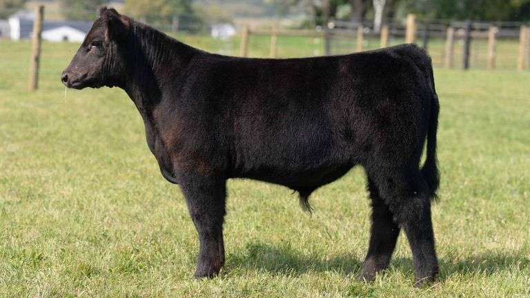 TAG 25 STEER