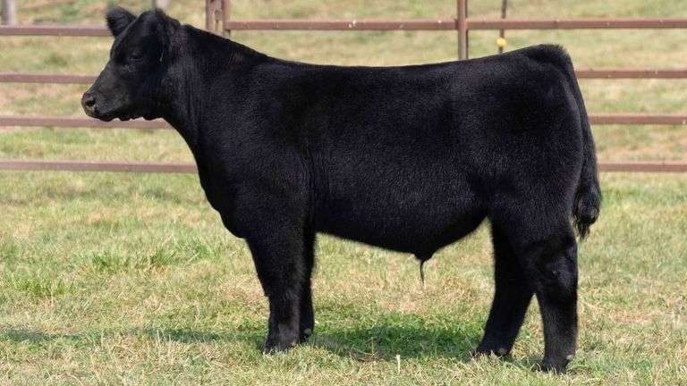 TAG 9 STEER