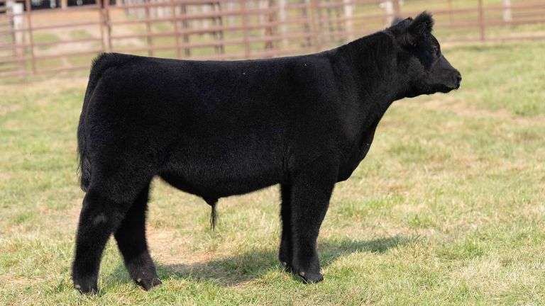 TAG 3 STEER