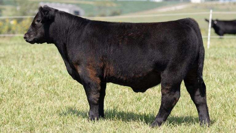 TAG 22 STEER
