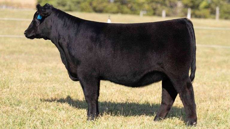 TAG 7 LIM-FLEX HEIFER