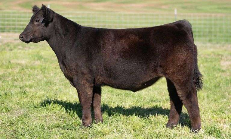 TAG 7 STEER