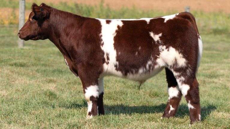 TAG 8 STEER