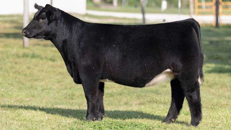 TAG 27 HEIFER