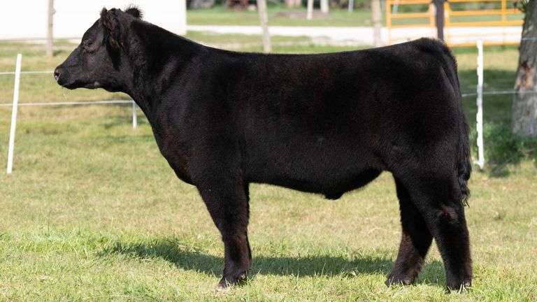 TAG 15 STEER