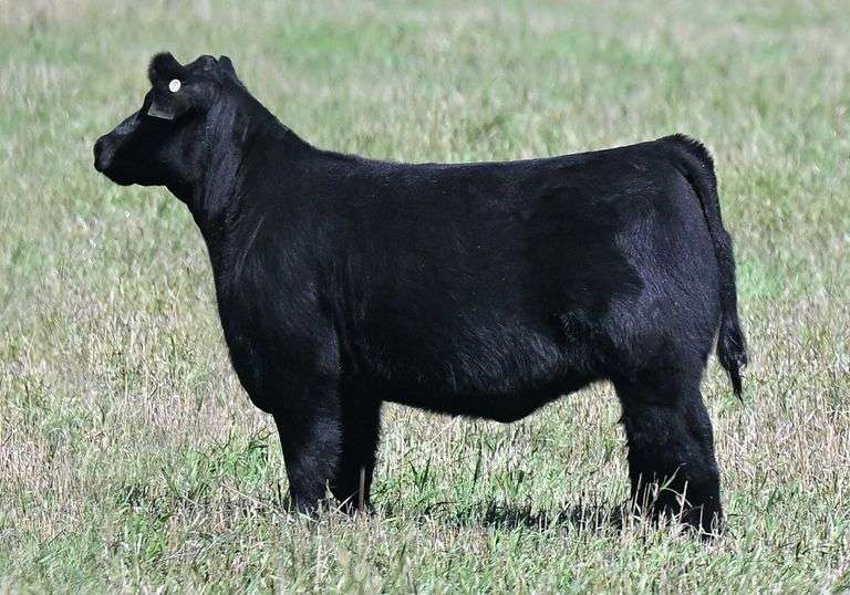 TAG B29  HEIFER