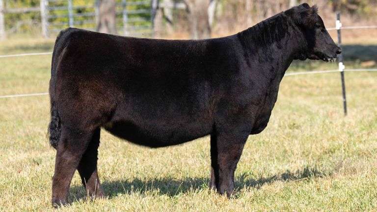 TAG 9 HIGH MAINE HEIFER