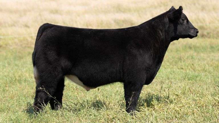 TAG 69 STEER