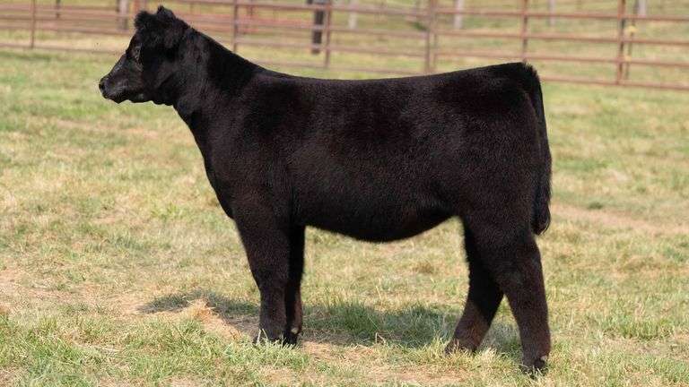 TAG 26 HEIFER