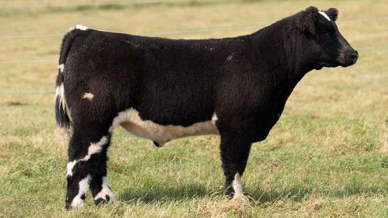 TAG 28 STEER