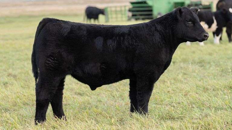 TAG 62 STEER