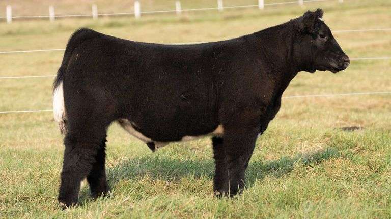 TAG 15 STEER