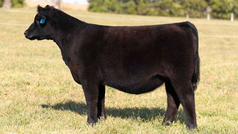 TAG 2 ANGUS HEIFER