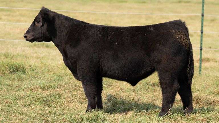 TAG 35 STEER