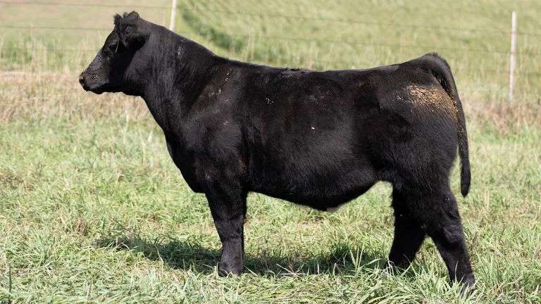 TAG 34 STEER