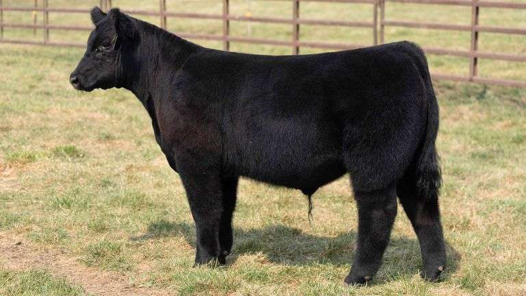 TAG 14 STEER