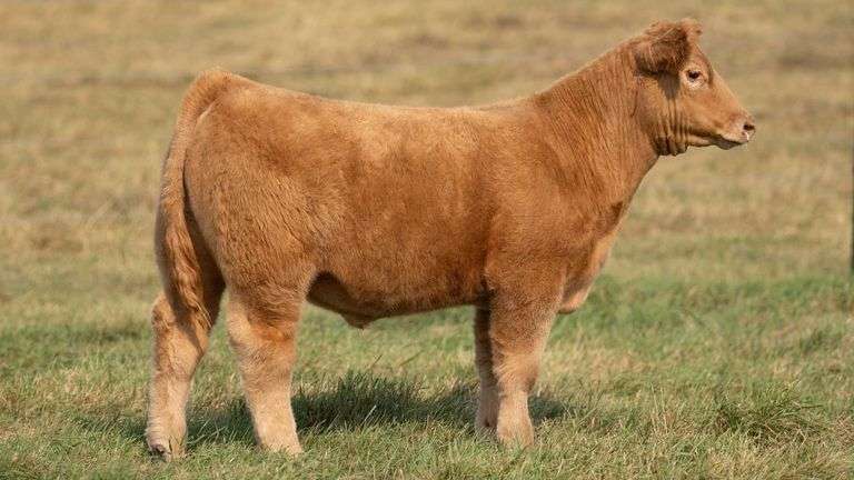 TAG 22 STEER