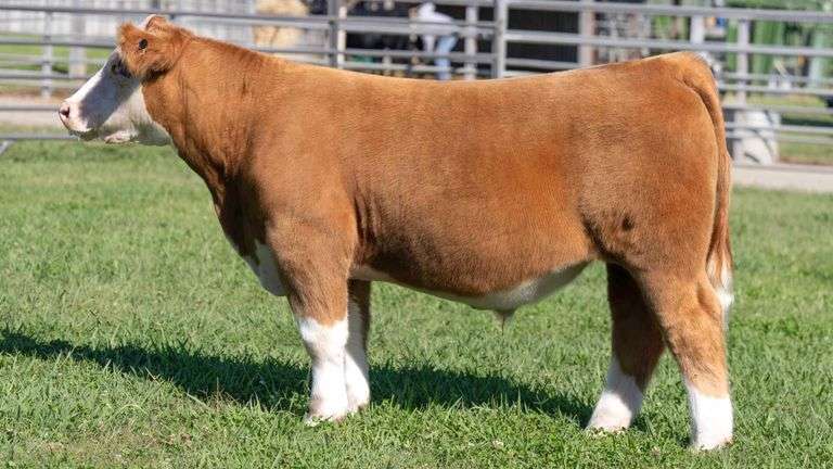 TAG 183 STEER