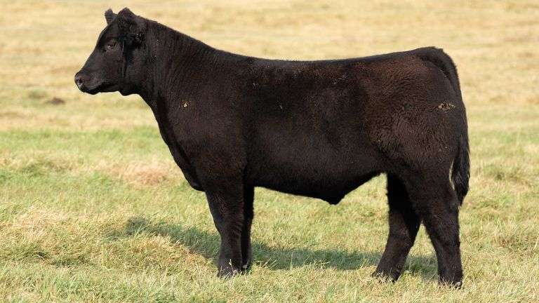 TAG 14 STEER