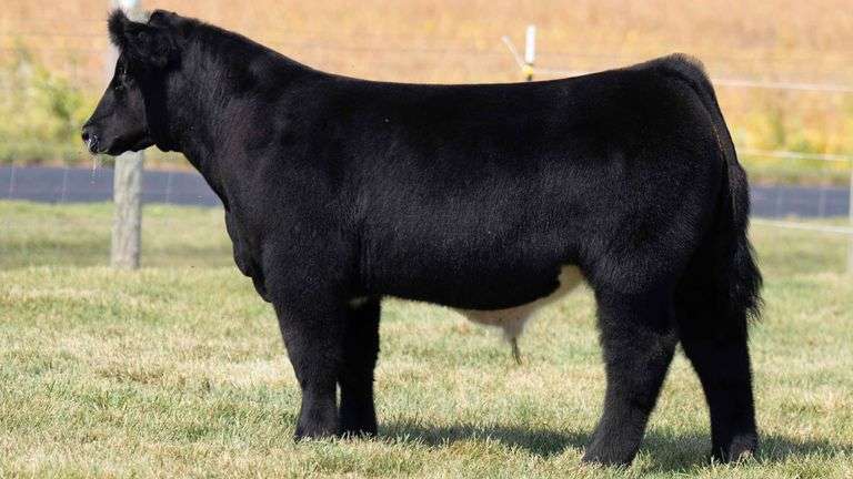 TAG 3 STEER