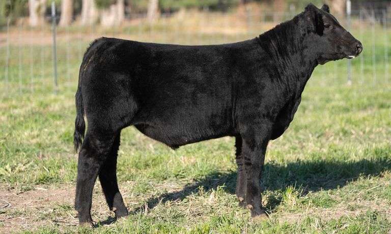 TAG 20 STEER
