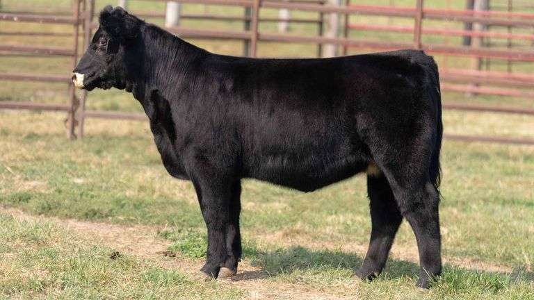 TAG 30 HEIFER