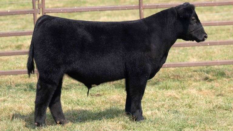 TAG 12 STEER