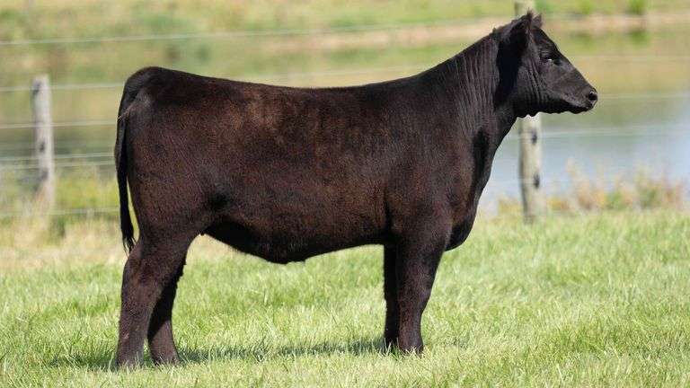 TAG 30 HEIFER