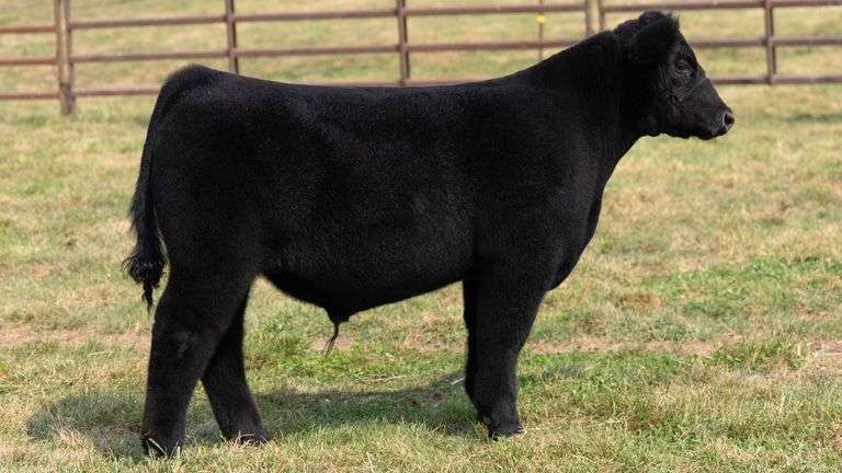 TAG 5 STEER
