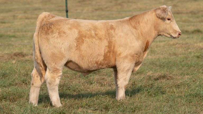 TAG 44 STEER