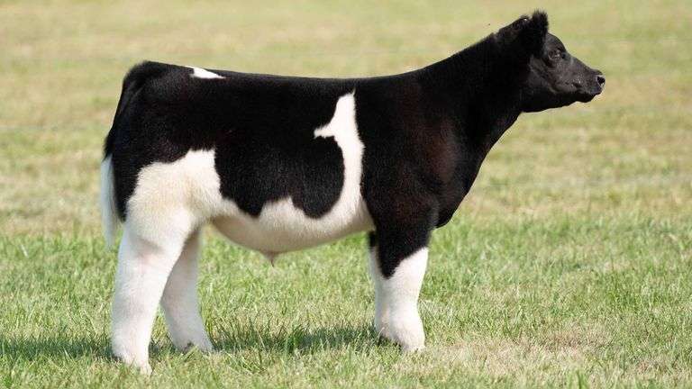 TAG 86 STEER