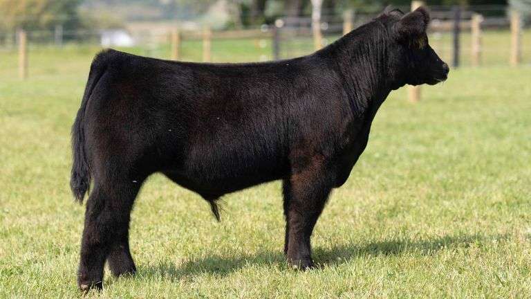TAG 3 STEER