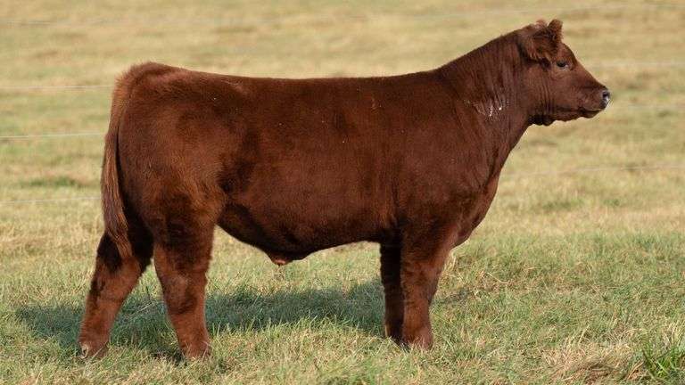 TAG 10 STEER