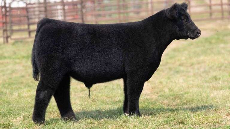 TAG 1 STEER