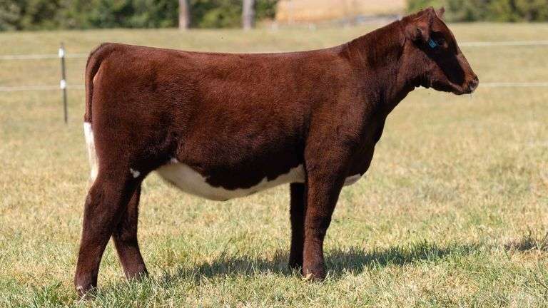 TAG 11 SHORTHORN HEIFER