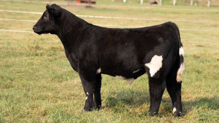 TAG 34 STEER