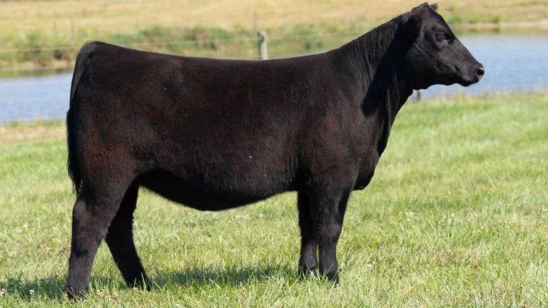 TAG 32 HEIFER