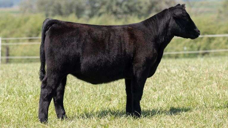 TAG 25 HEIFER