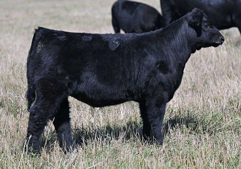 TAG G33 HEIFER