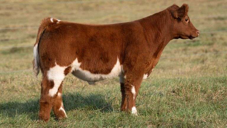 TAG 6 STEER