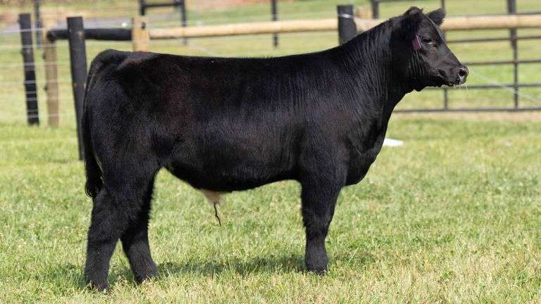 TAG 34 STEER