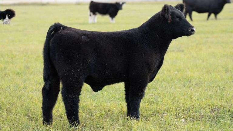 TAG 41 STEER