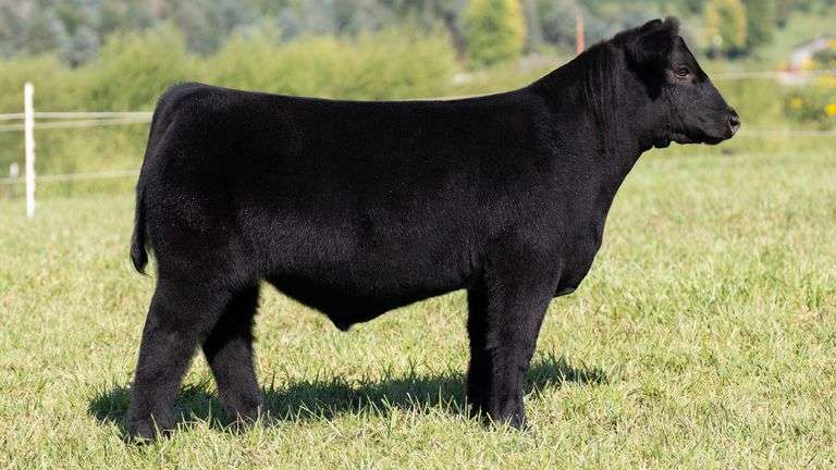 TAG 21 STEER